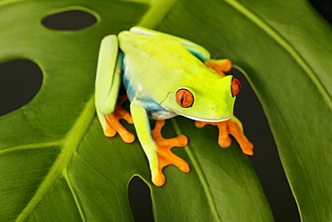 Tree frog on leaf