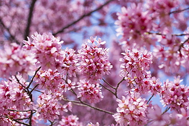 Cherry tree in blossom 