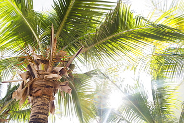 Palm trees in sunlight