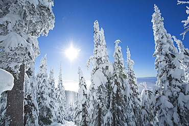 Coniferous trees covered with snow at sunlight, USA, Montana, Whitefish
