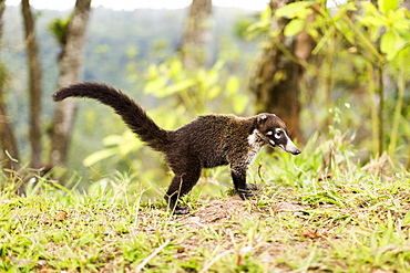 Coati in grass, Costa Rica