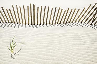 Massachusetts, Nantucket Island, Sand fence on beach