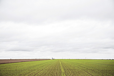 Field in spring