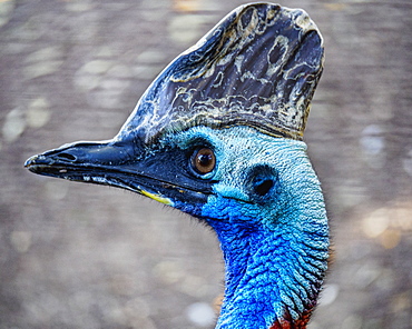 Close-up portrait of cassowary (Casuarius)