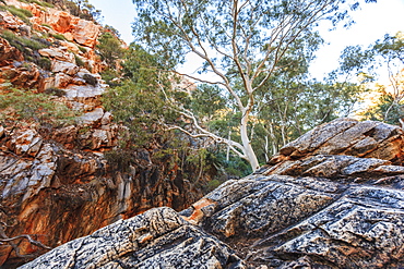 Australia, Outback, Northern Territory, Red Centre, West Macdonnel Ranges, Standley Chasm, trees in rocky mountains