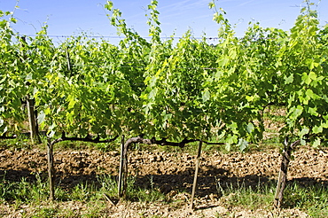 Italy, Montepulciano, Grape plants in vineyard