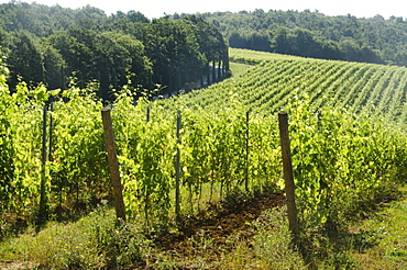 Italy, Montepulciano, Grape bushes in vineyard
