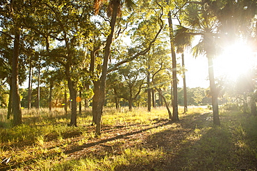 Trees with bright sun in background