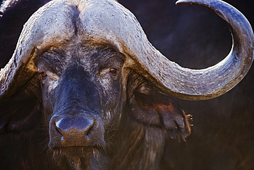 Close up of water buffalo