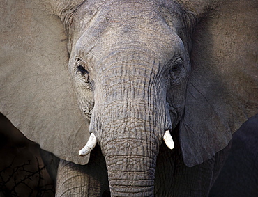 Close up of elephant