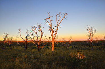 USA, Colorado, Mesa Verde National Park, Bare trees against sunset sky