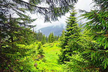 Ukraine, Zakarpattia, Rakhiv district, Carpathians, Maramures, Lush foliage in mountain region
