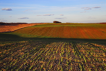 Ukraine, Dnepropetrovsk region, Novomoskovsk district, Plants growing in field