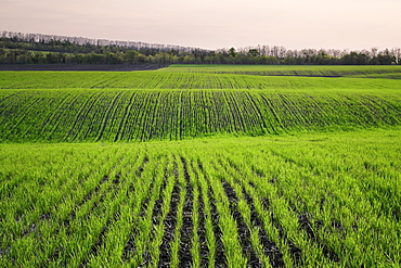 Ukraine, Dnepropetrovsk region, Novomoskovsk district, Plants growing in field
