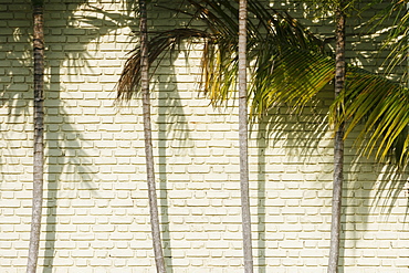 Palm trees against brick wall