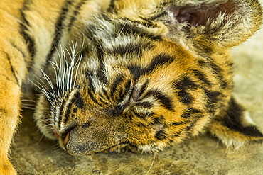 Sleeping tiger cub