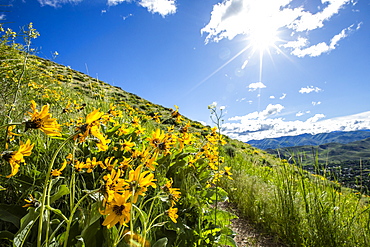 Yellow flowers in Sun Valley, Idaho, USA
