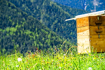 Bees by beehive in Dolomites, St. Peter, South Tyrol, Italy