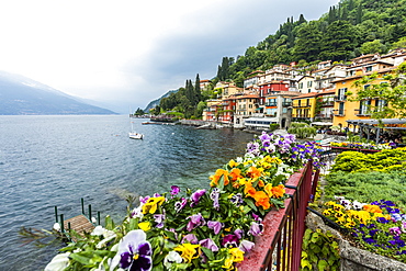 Flowers in town of Varenna by Lake Como, Italy