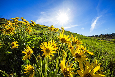 Arrowleaf balsamroot flowers under sunshine, Boise, Idaho, United States of America