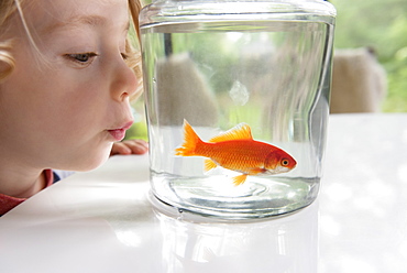 Curious boy looking at goldfish in bowl