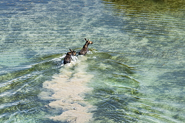 Moose crossing river in Picabo, Idaho, USA