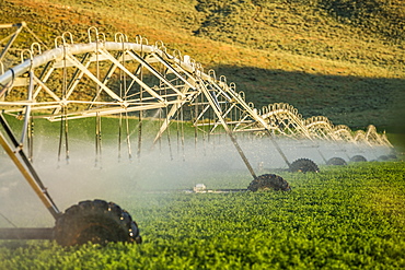 Irrigation system spraying crop field