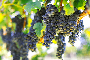 Bunches of grapes in vineyard