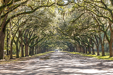 Treelined road with Spanish moss on Wormsloe Historic Site in Savannah, USA