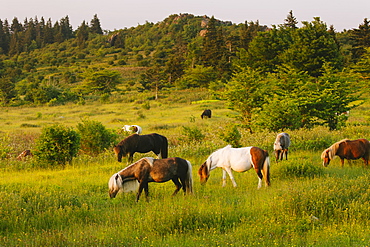 Wild ponies grazing in Mount Rogers National Recreation Area, USA