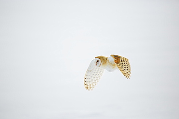 Barn owl in flight over snow