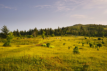 Field by forest in Mount Rogers National Recreation Area, USA