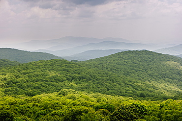 Green forest in Mount Rogers National Recreation Area, USA