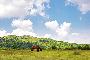 Wild pony grazing in Mount Rogers National Recreation Area, USA