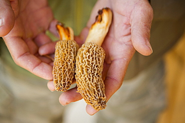 Man holding Molly moocher mushrooms