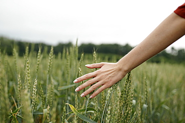 Woman's hand touching wheat in field