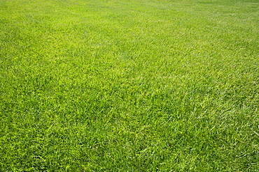 Field of green grass outdoors