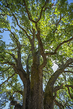 Oak tree in Concord, California, USA