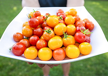 Woman holding plate of cherry tomatoes