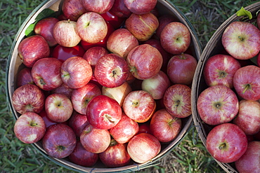 Apples in baskets