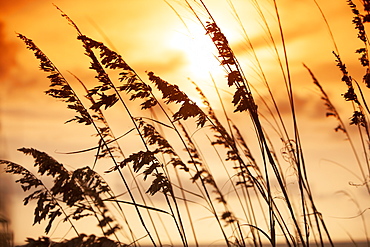 Silhouette of grass at sunset