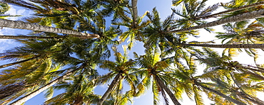 Palm trees against clear sky in Key Biscayne, Florida, United States of America