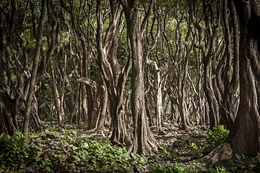 Trees in forest