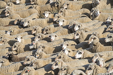 Flock of sheep