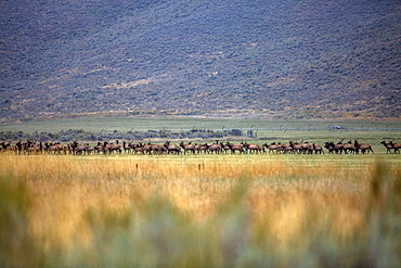 Herd of elk in field in Picabo, Idaho, United States of America