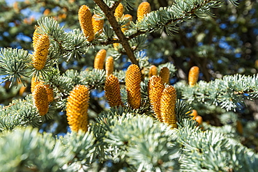 Buds on pine tree in Boise, Idaho, United States of America