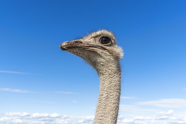 Portrait of ostrich against cloudy sky
