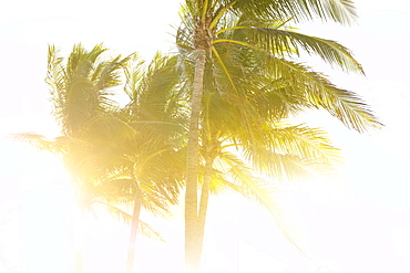 Palm trees against clear sky