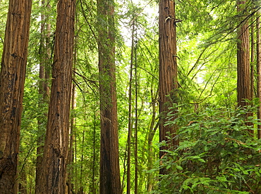 Redwoods in Muir Woods National Park California USA