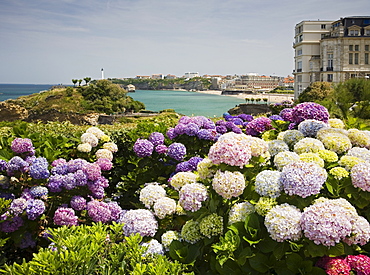 Scenic view of coastline with flowers in foreground